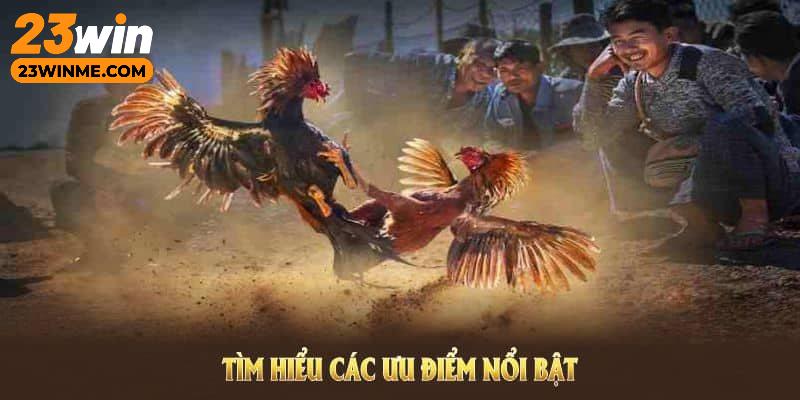 Các hình thức đặt cược đá gà 23Win hấp dẫn nhất