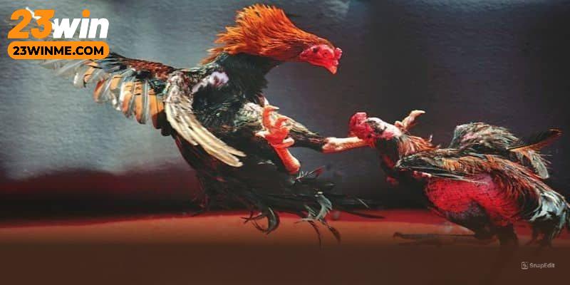 Cách thức truy cập đá gà 23Win