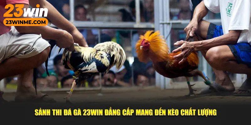 Giải mã sức hút của chuyên mục đá gà 23Win